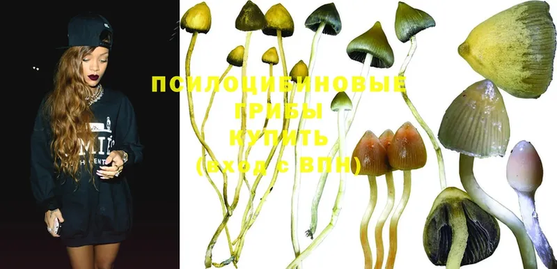 как найти закладки  Кириши  OMG   Галлюциногенные грибы Psilocybine cubensis 